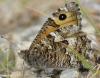 Hipparchia semele